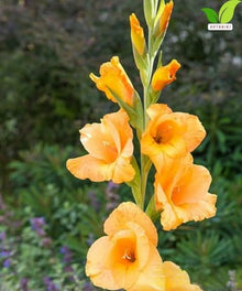 Votaniki Ovatie Gladiolus Bulbs Peach Orange Summer Bloom Flowers for Garden Beds Borders Outdoor Planting Full Sun Cut Flower Use (Pack of 250)