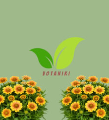 Votaniki Gaillardia aristata Arizona Apricot Blanket Flower 3 Inch Root Starter Plant with Apricot and Yellow Blooms for Borders, Containers, Cut Flowers and Butterfly Gardens
