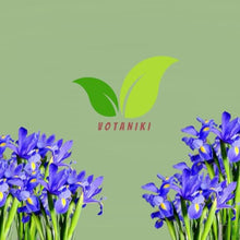 Votaniki's Dutch Iris Park Avenue Bulbs for Fall Planting | Deep Violet Blue and Vibrant Yellow Perennial Flower Bulbs for Spring Blooming Gardens, and Stunning Landscape (Pack of 1100)