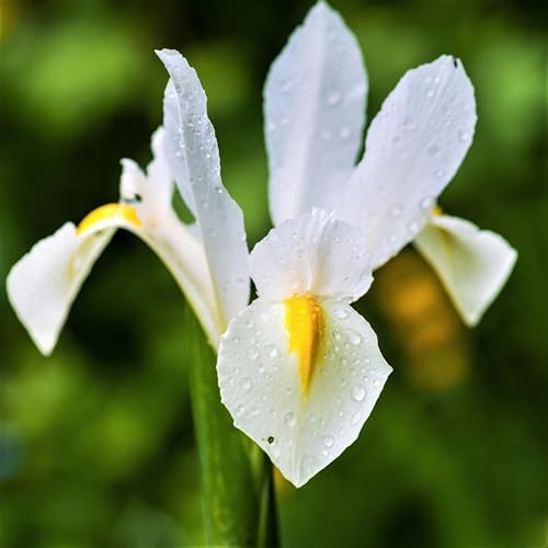 Dutch Iris ‘Casa Blanca’ – Premium White Iris Bulbs for Fall Planting | Top Size Dutch Bulbs for Planting | Elegant Iris Flower Bulbs | Late Spring Bloom | Easy to Grow Perennial