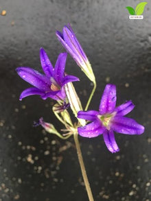 Votaniki Brodiaea Elegans Bulbs for Planting Elegant Cluster Lily Violet Blue Flowers Late Spring to Summer Blooming Drought Tolerant Garden Beds Borders Rock Garden Outdoor Growing (Pack of 250)