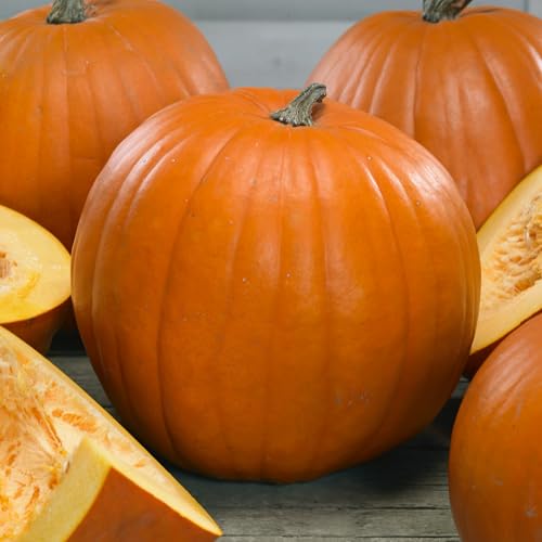 Mountain Valley Seed Co Young's Beauty Pumpkin Seeds 5 Lb Bulk ~18000 Seeds