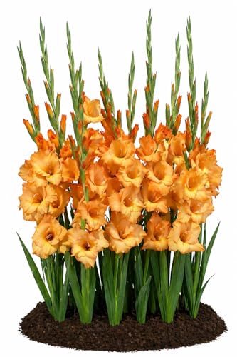 Votaniki Ovatie Gladiolus Bulbs Peach Orange Summer Bloom Flowers for Garden Beds Borders Outdoor Planting Full Sun Cut Flower Use (Pack of 250)