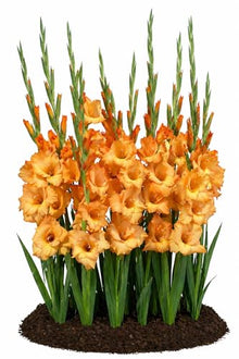 Votaniki Ovatie Gladiolus Bulbs Peach Orange Summer Bloom Flowers for Garden Beds Borders Outdoor Planting Full Sun Cut Flower Use (Pack of 250)