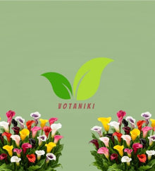 Votaniki Mixed Hybrid Calla Lily Top Size Bulbs for Summer Flowering, Multicolor Yellow Orange Red and White Blooms, Container and Cut Flower Garden Plant for Borders and Patio Displays