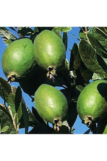 Feijoa Pineapple Guava Tree Sapling, Edible Fruit, Creamy Interior, Aromatic Sweet Flavor, Suitable for Pots, 2-3 Years Old, 20-28 Inches Tall