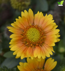 Votaniki Gaillardia aristata Arizona Apricot Blanket Flower 3 Inch Root Starter Plant with Apricot and Yellow Blooms for Borders, Containers, Cut Flowers and Butterfly Gardens