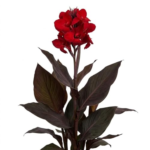 Votaniki Black Knight Giant Canna Lily Tubers for Planting Tall Red Tropical Flowers Bronze Leaf Summer Bloom Outdoor Garden Border Container Plants Full Sun Zones 3-10 (Pack of 50)