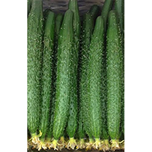Kitazawa Seed Company China Long Cucumber Seeds F1 Hybrid Non-GMO 1 Lb