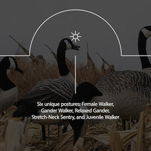 Avian-X AXP 6 Piece Goose Decoy Set with Rugged Steel Base