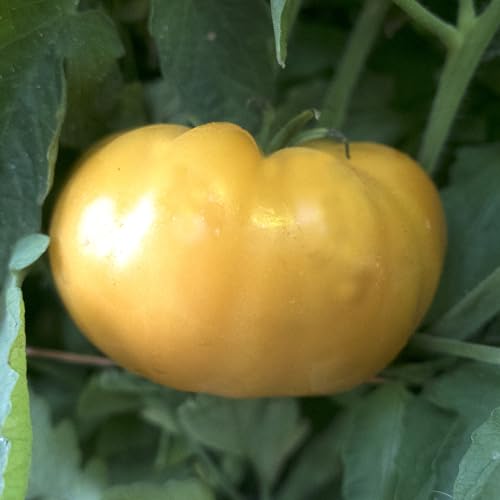 Mountain Valley Seed Co Kentucky Beefsteak Tomato Seeds 1 Lb ~108800 Seeds