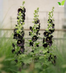 Votaniki Alcea Rosea Blacknight Hollyhock Root Live Plant Deep Black Purple Flowers Tall Perennial Cottage Garden Accent for Borders Cut Flower Gardens and Landscapes (25 Pack)