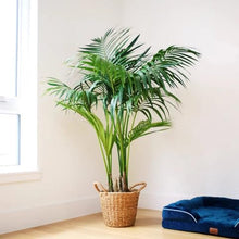 Simply Trees Kentia Palm Indoor House Plant 6-7 Feet Green