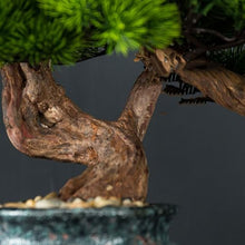 YXIANG56Q Fake Plants Simulation Pine Tree Bonsai Entryway Ornaments Fake Greenery Potted Plants Chinese Fake Flowers Decorations Bonsai Tree