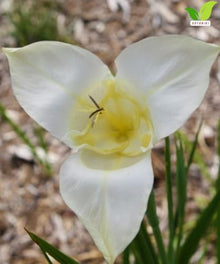 Votaniki Tigridia Pavonia Alba Immaculata Bulbs White Mexican Shell Flower Summer Bloom Garden Plants Cut Flower Use Sun to Part Sun Outdoor Planting (Pack of 100)
