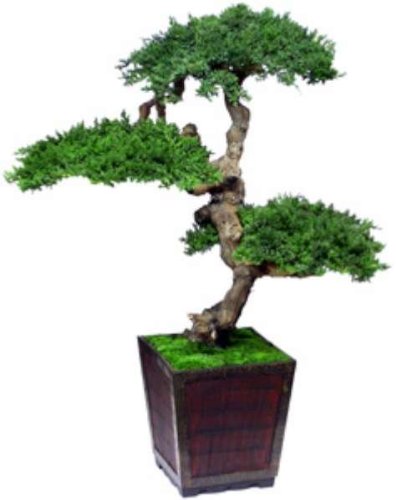 Forever Green Art 4 ft. Monterey Bonsai Green