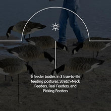Avian-X AXP Honkers Fusion Pack Lesser Canada Goose Decoys Set of 18 Brown and White