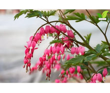 Votaniki's Pink Bleeding Heart Dicentra Spectabilis Live Plant Root Shade Perennial Spring Bloom Heart Shaped Flowers Deer Resistant Garden Plant for Borders Containers Woodland Gardens (Pack of 50)