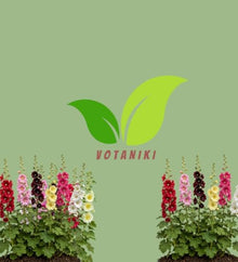 Votaniki Alcea Las Vegas Fig Leaf Hollyhock Live Plant Root with Multicolored Early Summer Flowers for Full Sun Cottage Gardens Borders Cut Flower Focal Point Landscapes