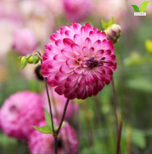 Votaniki Dahlia Little Robert #1 Size Tubers Pompon Flower Magenta Pink Blooms Summer to Fall Garden Plant for Borders Beds Containers Cut Flower Outdoor Full Sun Planting (Pack of 25)