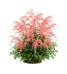 Votaniki Straussenfeder Astilbe thunbergii #1 Size Bare Root, Flamingo Pink Weeping Flower Plumes for Shaded Perennial Gardens, Butterfly Gardens and Cut Flower Planting