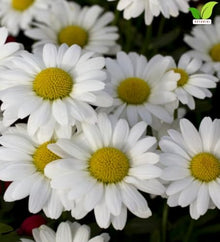 Votaniki White Mountain Shasta Daisy Bare Roots Compact White Summer Flowering Perennial with Yellow Centers for Borders Cottage Gardens Pollinator Beds and Cut Flowers (Pack of 50)