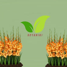 Votaniki Ovatie Gladiolus Bulbs Peach Orange Summer Bloom Flowers for Garden Beds Borders Outdoor Planting Full Sun Cut Flower Use (Pack of 250)