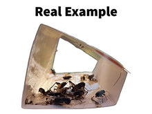 Bug Shield Sticky Glue Traps 72 Glue Boards, Bulk Pack 12 Boxes / 864 Bug Traps. All Types of Incets, Spiders, Cockroaches, Ants, Cave Crickets. Cost Per Board .35 Cents