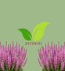 Votaniki Salvia Moulin Rouge Garden Sage Grade No. 1 XXL Bare Root Perennial with Rosy Pink Flower Spires for Sunny Borders Pollinator Gardens Containers and Cut Flowers