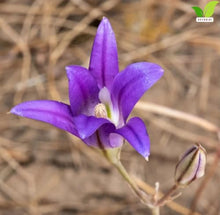 Votaniki Brodiaea Elegans Bulbs for Planting Elegant Cluster Lily Violet Blue Flowers Late Spring to Summer Blooming Drought Tolerant Garden Beds Borders Rock Garden Outdoor Growing (Pack of 250)