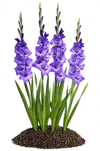 Votaniki Gladiolus Cookie Top Size Bulbs Blue Summer Flower Tall Blooming Spikes for Garden Borders Cut Flower Arrangements Outdoor Planting Full Sun (Pack of 250)