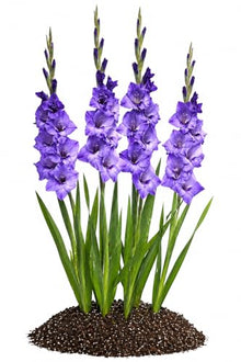 Votaniki Gladiolus Cookie Top Size Bulbs Blue Summer Flower Tall Blooming Spikes for Garden Borders Cut Flower Arrangements Outdoor Planting Full Sun (Pack of 250)