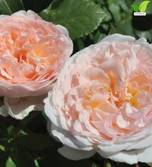 Votaniki Parfuma Bliss Floribunda Rose Bare Root Plant Creamy Pink Apricot Double Blooms Fragrant Repeat Flowering Disease Resistant Shrub Rose for Gardens Landscapes (6 Pack)