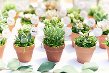Shop Succulents | Wedding Collection | Bulk Rosette Succulent Plants Live | Mini Echeveria Succulents Rooted in 2 Inch Pots for Favors, Bouquets, and Decor