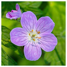 Everwilde Farms - 1/4 Lb Wild Geranium Native Wildflower Seeds - Gold Vault