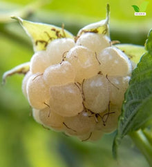 Votaniki Snowbank White BlackBerry 2 to 3 Ft Live Plant Rubus Hybrid Milky White Sweet Fruit Self Fertile Berry Bush for Home Gardens Trellis Growing and Backyard Orchards