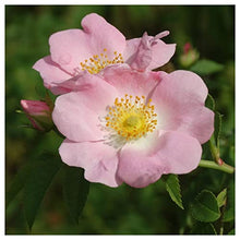 Everwilde Farms - 1 Lb Pasture Rose Native Wildflower Seeds - Gold Vault