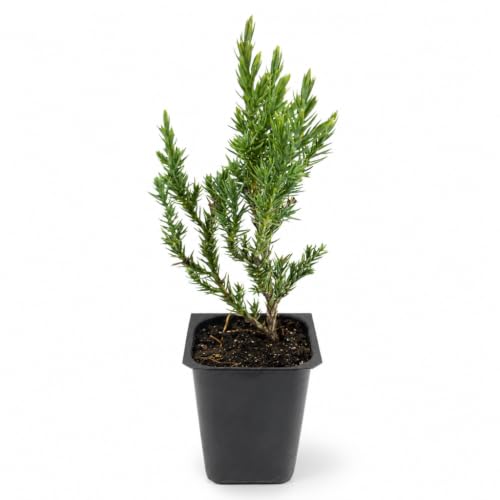 Spiny Greek Juniper - 40 Live Trees - Juniperus Chinensis