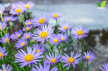 Votaniki Aster Bluebird #1 Size Bare Root Perennial Lavender Blue Flowering Plant for Garden Beds Borders Pollinator Friendly Late Season Bloom Full Sun Outdoor Planting (Pack of 25)