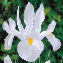 Dutch Iris ‘Casa Blanca’ – Premium White Iris Bulbs for Fall Planting | Top Size Dutch Bulbs for Planting | Elegant Iris Flower Bulbs | Late Spring Bloom | Easy to Grow Perennial