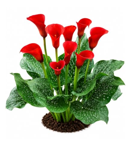 Votaniki Hybrid Calla Lily Red Alert Seeds Scarlet Red Trumpet Flowers with Speckled Green Foliage for Containers Borders Bouquets and Summer Garden Planting