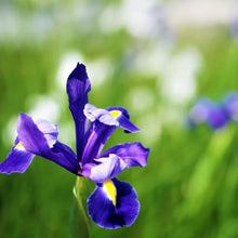Dutch Iris ‘Telstar’ – Top-Size Bulbs for Fall Planting | Deep Blue Petals with Vibrant Yellow Accents, Hardy Dutch Variety Ideal for Borders, Beds, and Bright Spring Garden Color Displays