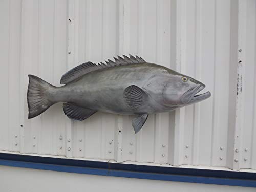 Mount This Fish Company 38" Gag Grouper Wall Mount Fish Replica Trophy Natural