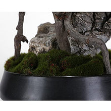 Artificial Bonsai Artificial Bonsai Welcome Songya Baigen Bouldering Bonsai Ornaments Porch Hotel Welcome Green Plants Ornaments Office Decoration for Home Office