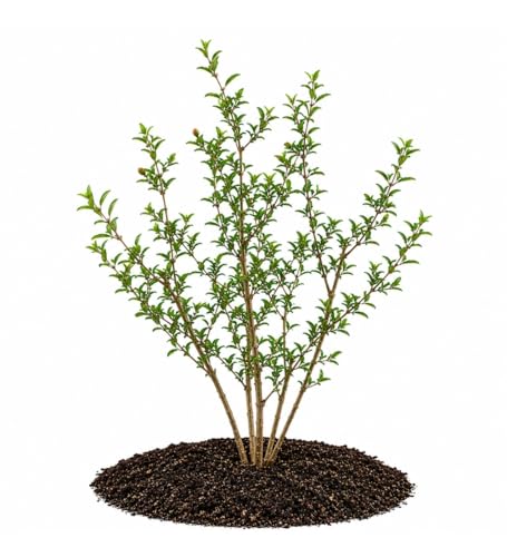 Votaniki Kara Bala Miursal Pomegranate Live Fruit Tree Plant 2 to 3 Ft Tall Cold Hardy Variety with Sweet Dark Red Fruit for Home Orchards Edible Gardens and Containers