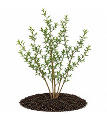 Votaniki Kara Bala Miursal Pomegranate Live Fruit Tree Plant 2 to 3 Ft Tall Cold Hardy Variety with Sweet Dark Red Fruit for Home Orchards Edible Gardens and Containers