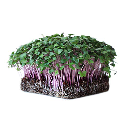 Mountain Valley Seed Co Purple Vienna Kohlrabi Seeds 25 Lb Bulk, Non-GMO
