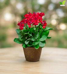 Votaniki Red Beauty Dwarf Canna #1 Size Rhizome, Vivid Red Summer Flowers, Compact Green Foliage for Containers, Sunny Borders, Patio Gardens and Tropical Displays