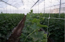 Hortomallas (x20) Professional Grade Vegetable Support Trellis Netting Roll/Scrog Net Roll, 4-Feet by 4920-Feet (x20) 48" x 4920' (mesh 5.9" x 6.7")