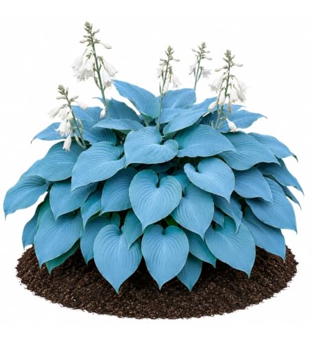 Votaniki Hosta Blue Mountains Bare Root Perennial Plant Intense Blue Gray Heart Shaped Foliage with White Summer Flowers for Shade Gardens Borders Containers and Landscapes